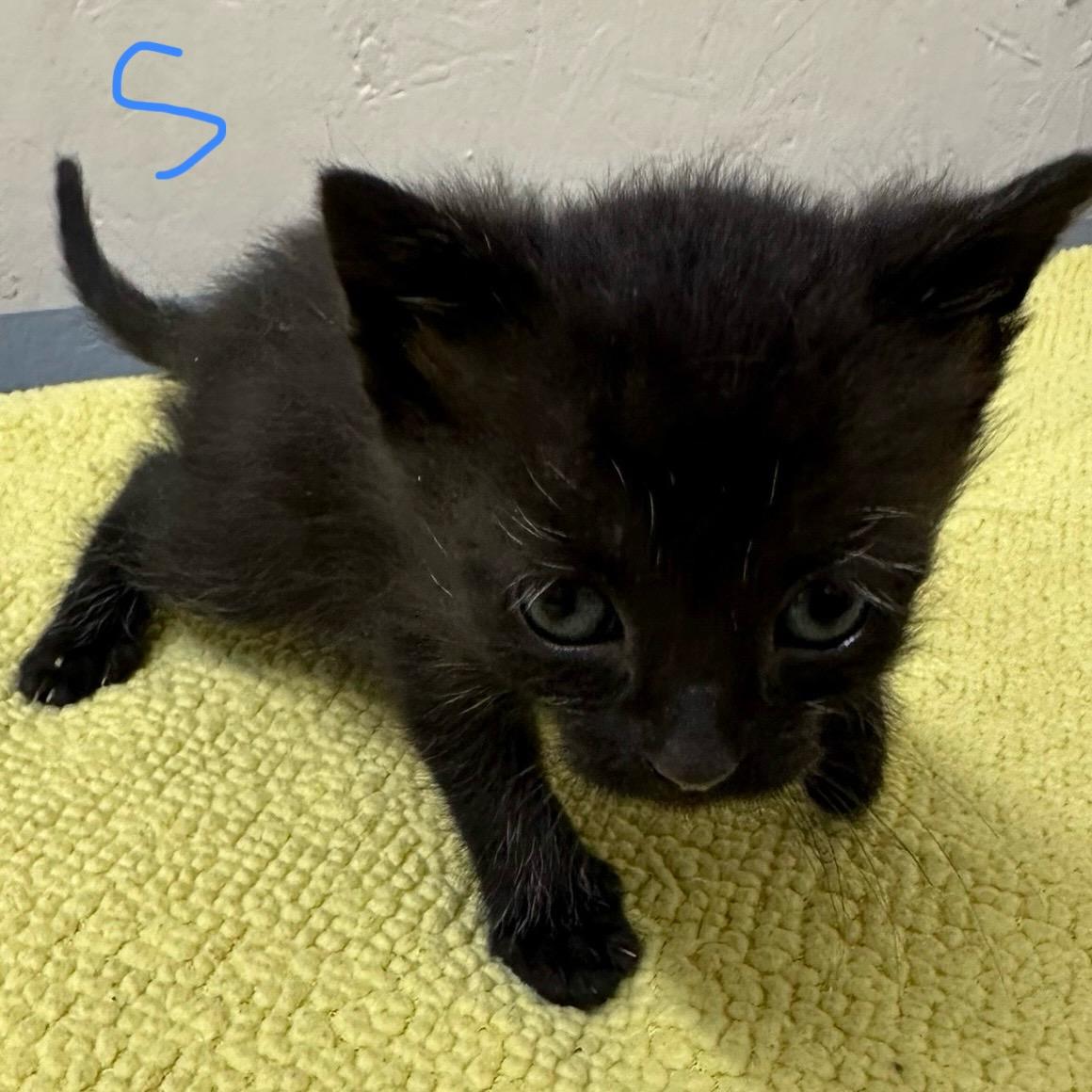 Enlarge Spade, an adopted Domestic Short Hair in Trenton, MO image 2/3