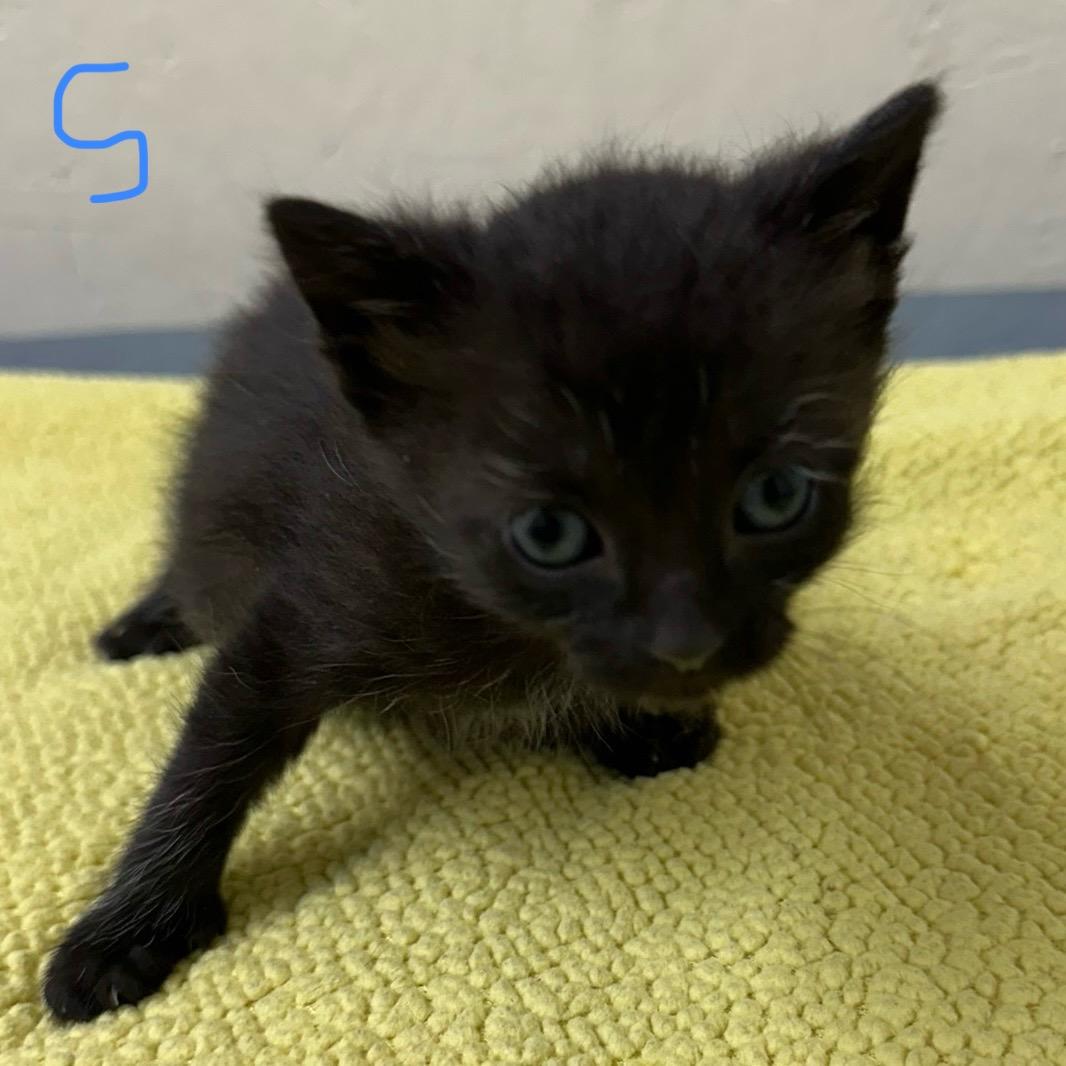 Enlarge Spade, an adopted Domestic Short Hair in Trenton, MO image 3/3