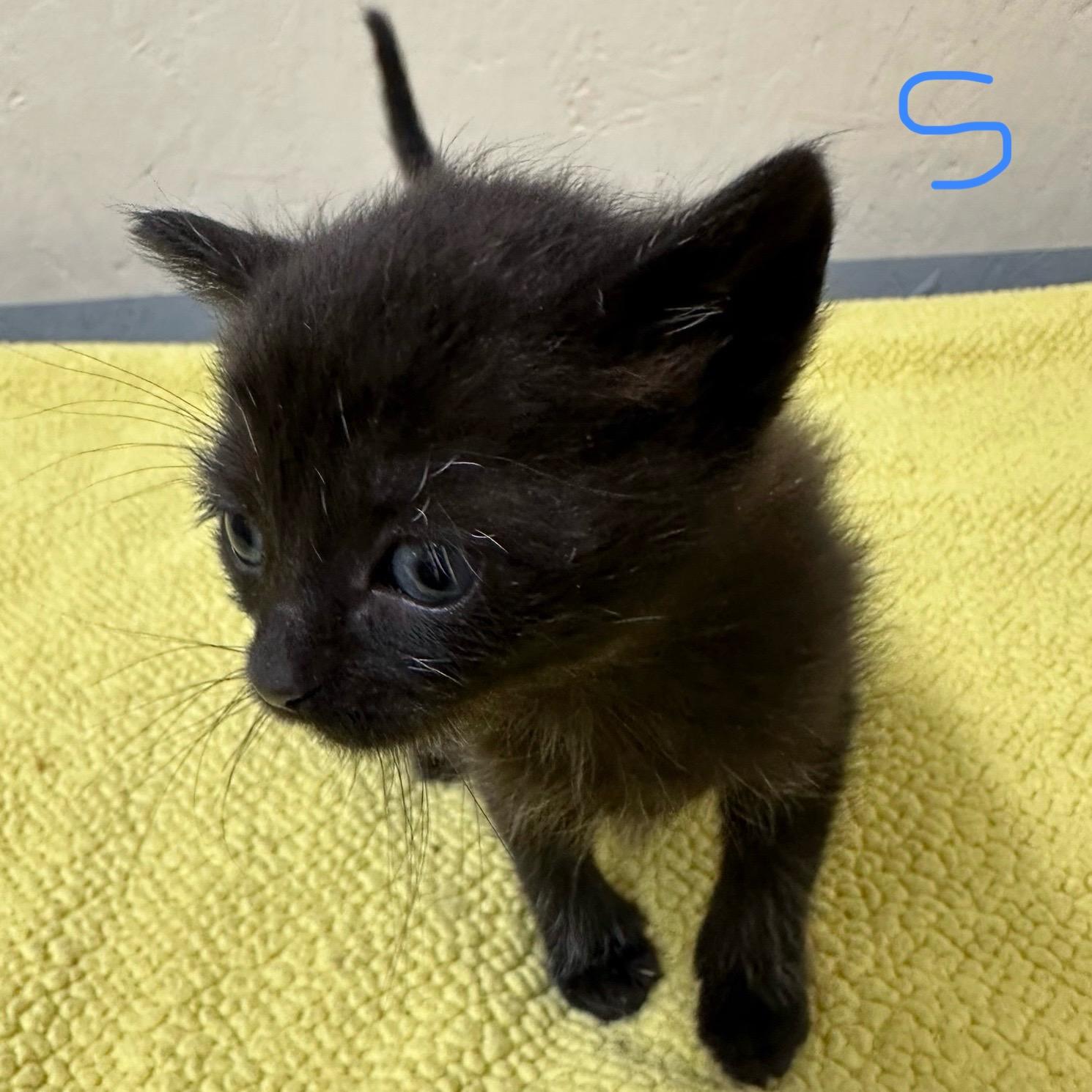 Enlarge Spade, an adopted Domestic Short Hair in Trenton, MO image 1/3