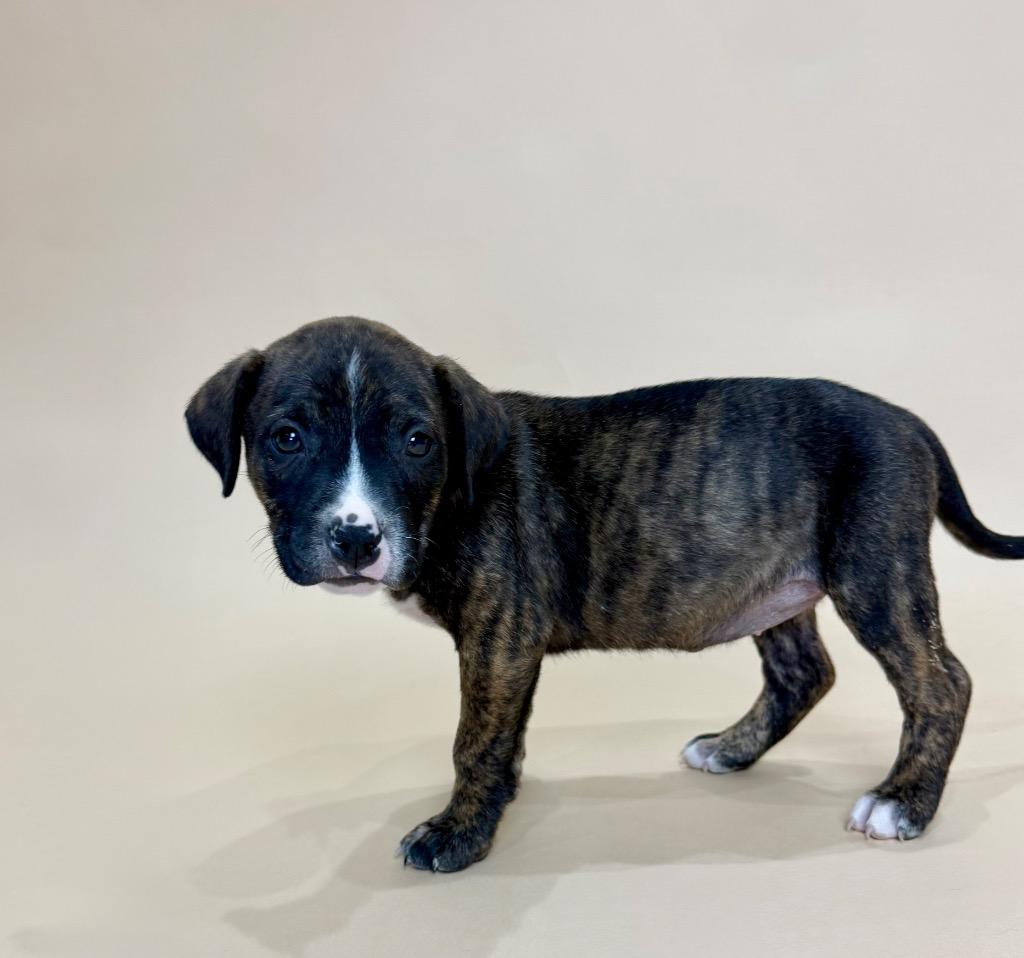 Enlarge Telluride, a Adoptable mixed breed in Alvin, TX image 1/2