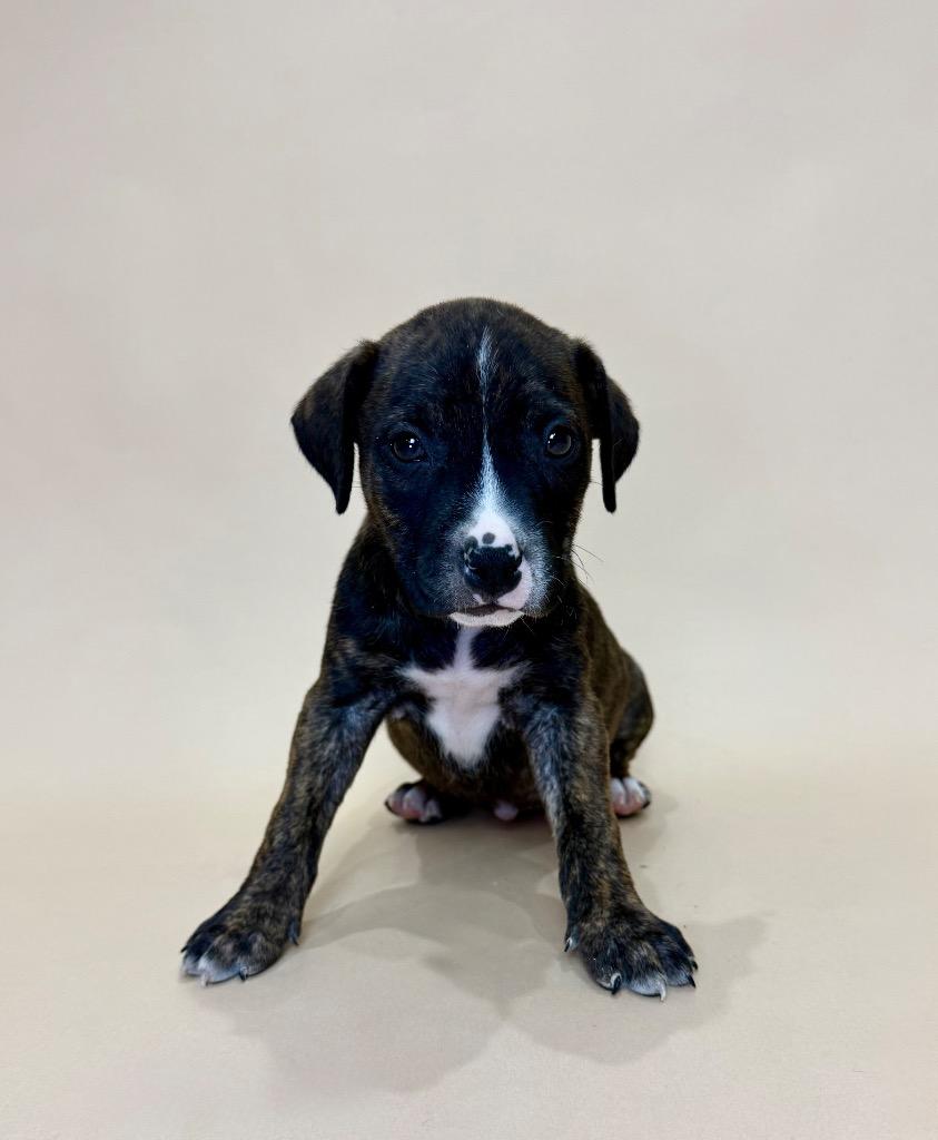 Enlarge Telluride, a Adoptable mixed breed in Alvin, TX image 2/2