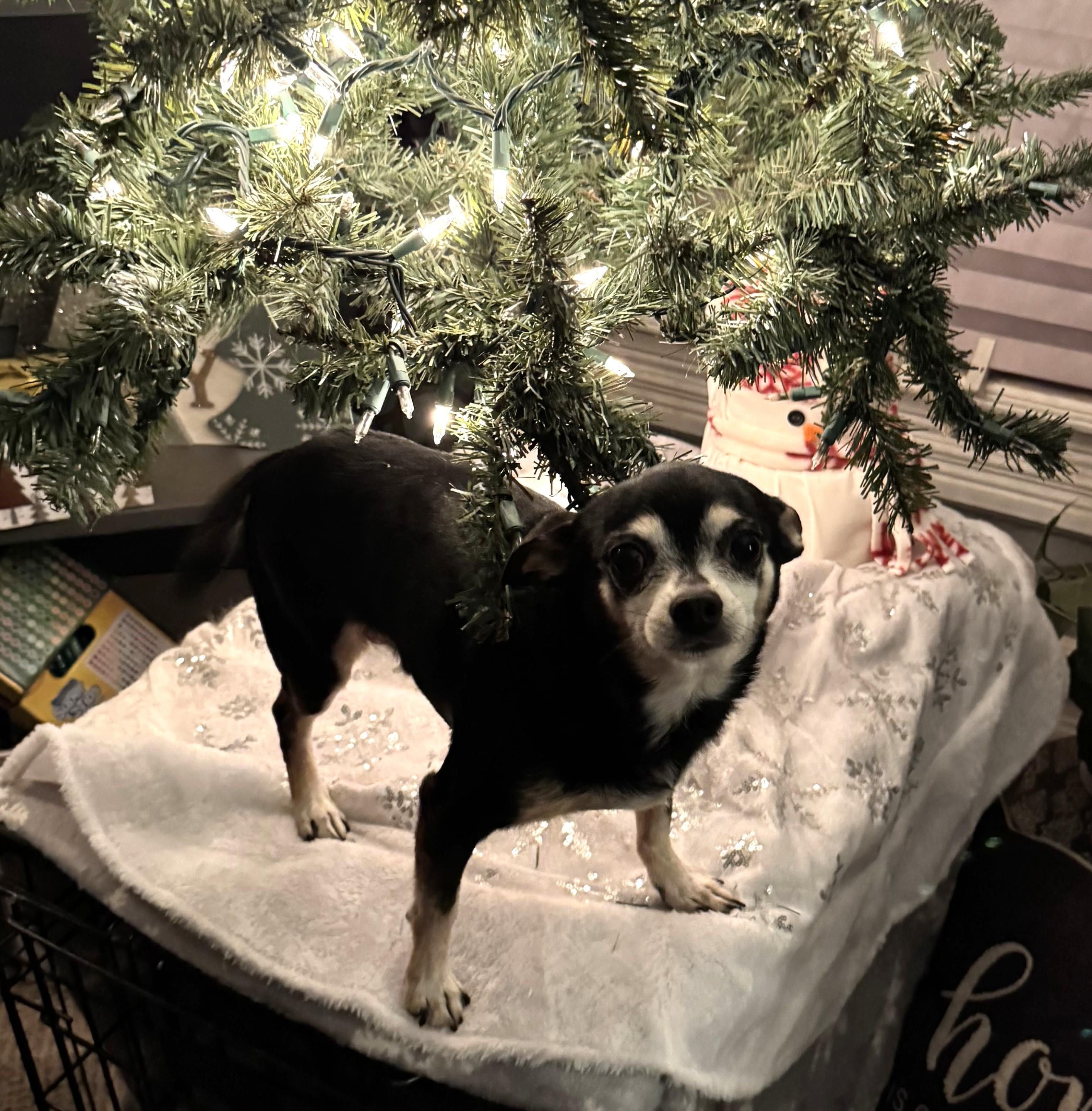 Enlarge DUCKY, a Adoptable Chihuahua in Westmont, IL image 4/6