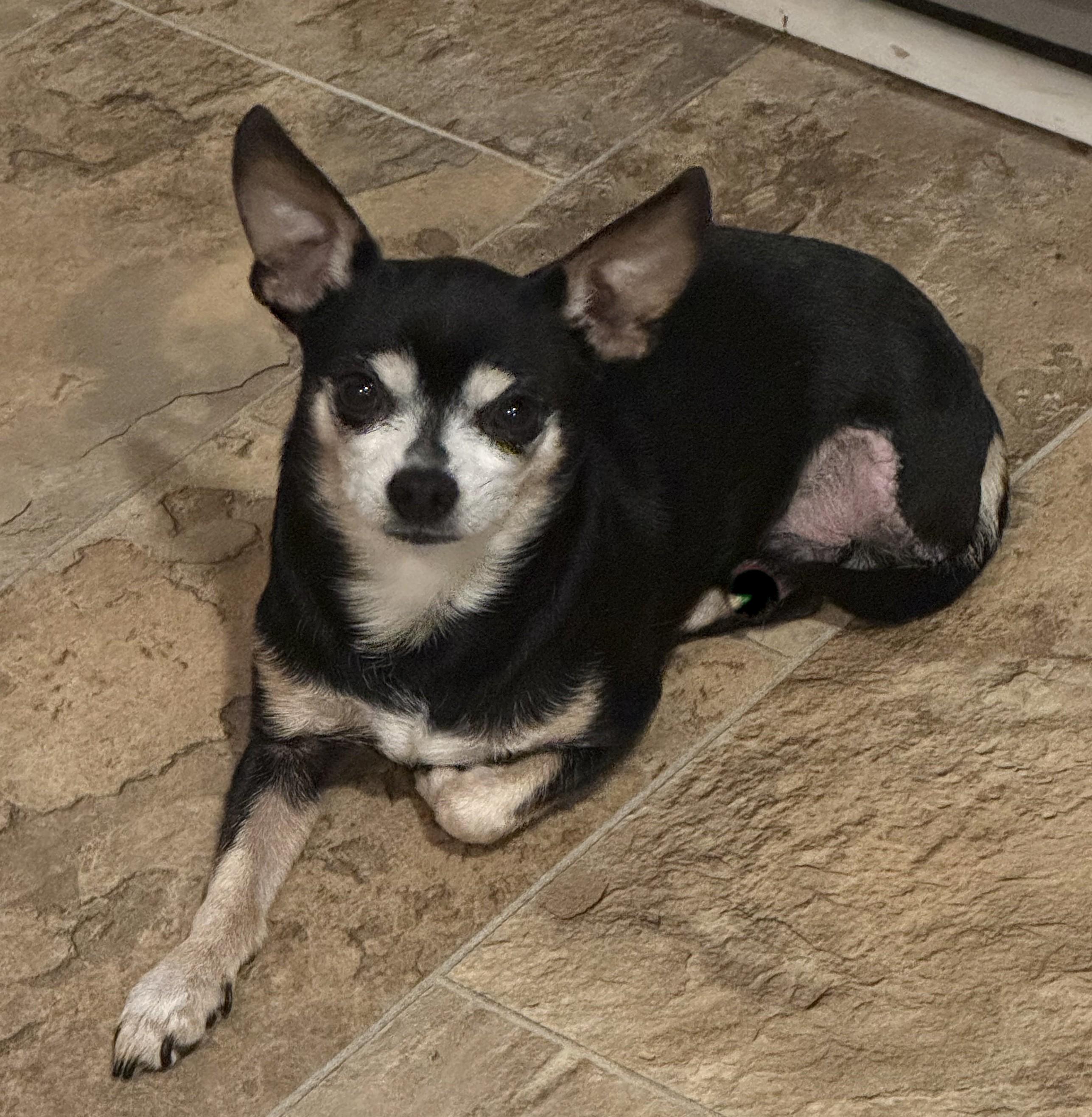 DUCKY, Adoptable, Adult Male Chihuahua.