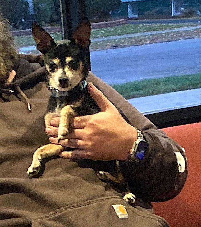 Enlarge DUCKY, a Adoptable Chihuahua in Westmont, IL image 2/6