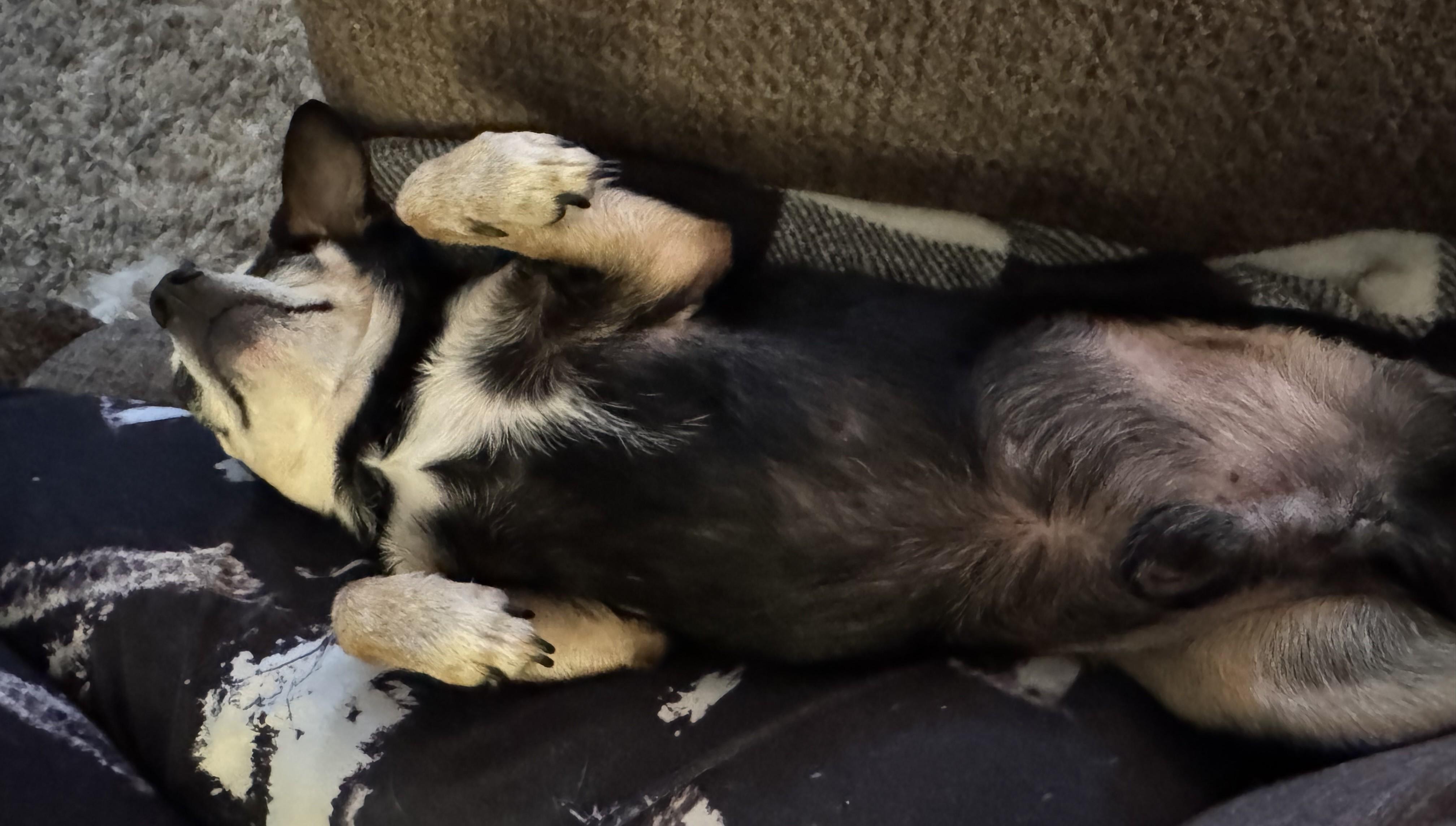 Enlarge DUCKY, a Adoptable Chihuahua in Westmont, IL image 5/6