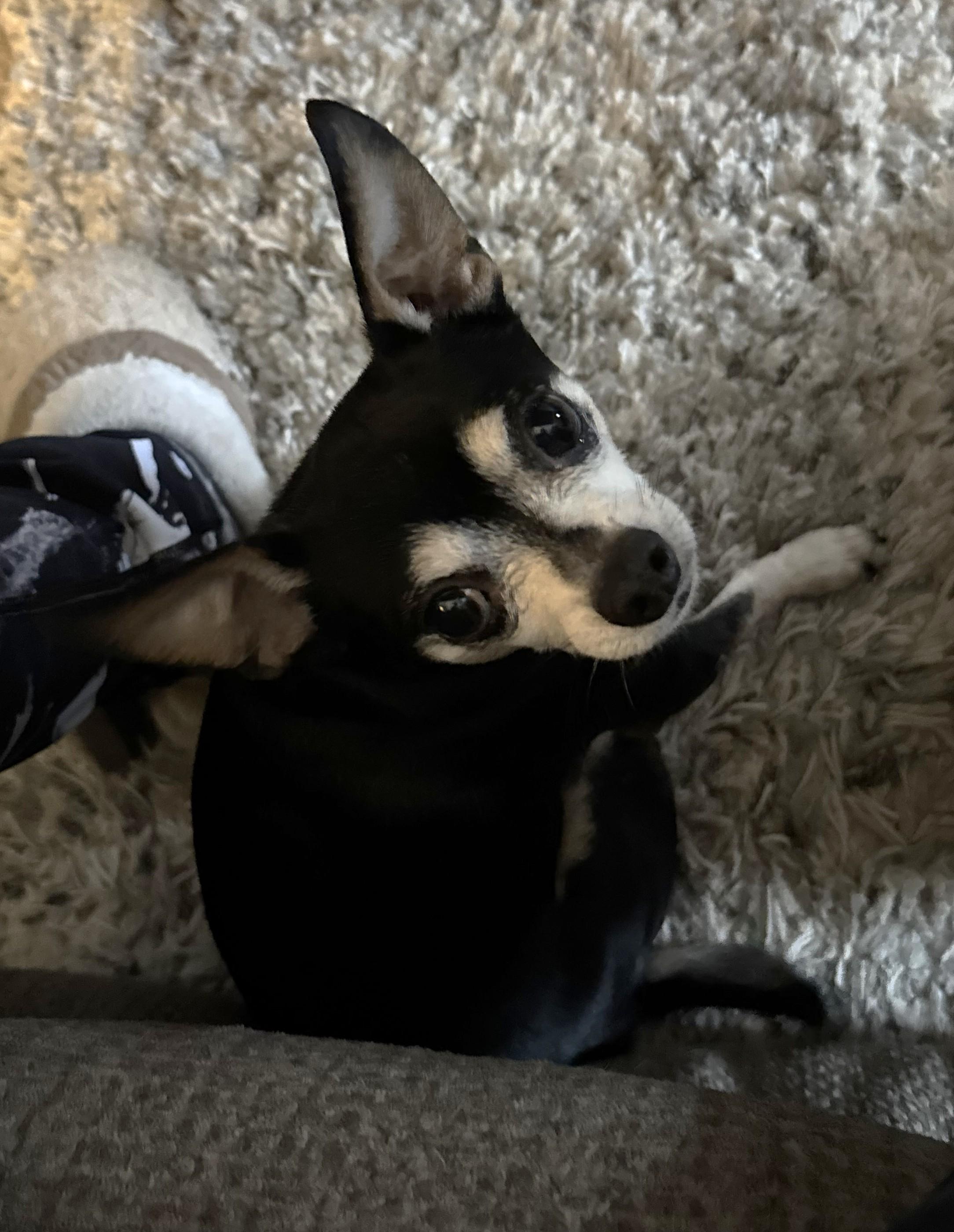 Enlarge DUCKY, a Adoptable Chihuahua in Westmont, IL image 3/6