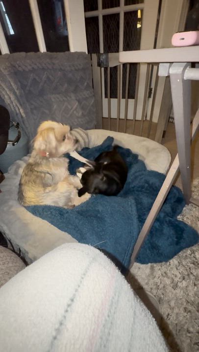 Enlarge DUCKY, a Adoptable Chihuahua in Westmont, IL video 6/6