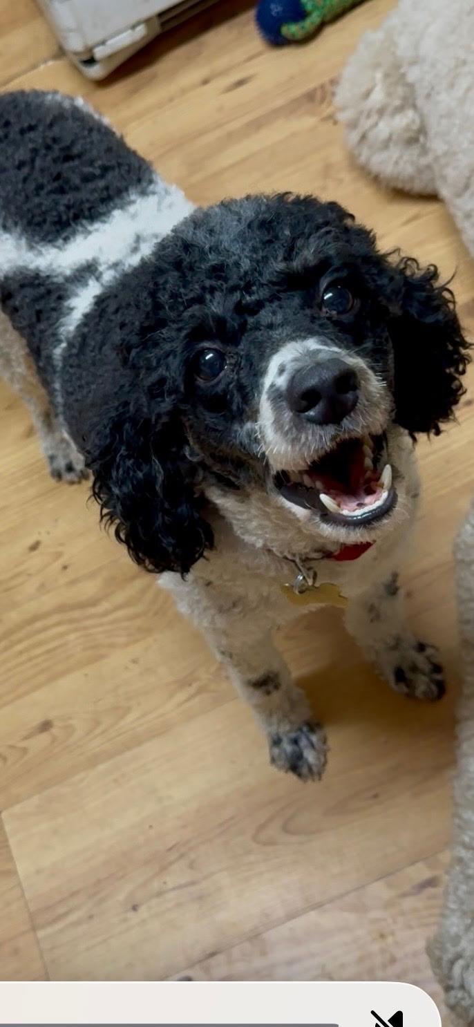 Enlarge Axel, an adopted Miniature Poodle in Melbourne, FL image 2/2