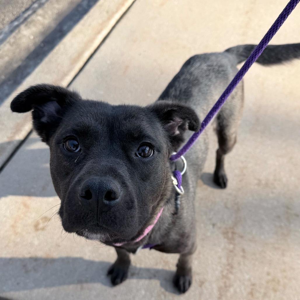 Bear, Adoptable, Adult Female American Staffordshire Terrier.