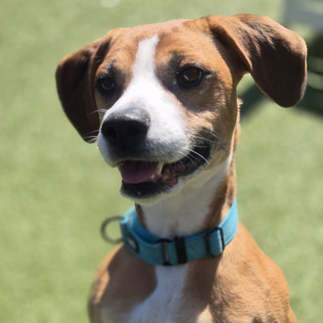 Honeycrisp, Adoptable, Adult Female Hound.