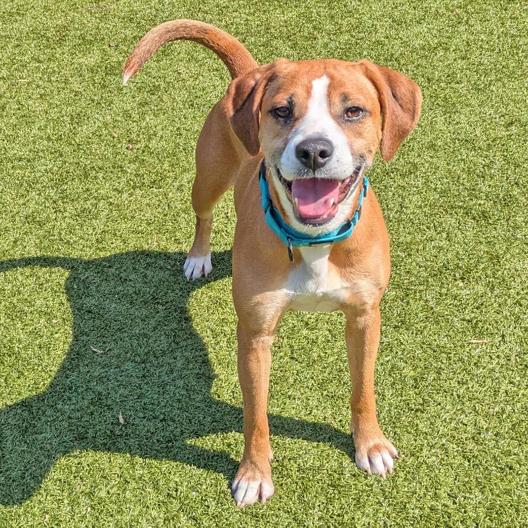 Enlarge Honeycrisp, a Adoptable Hound in Charlottesville, VA image 2/6