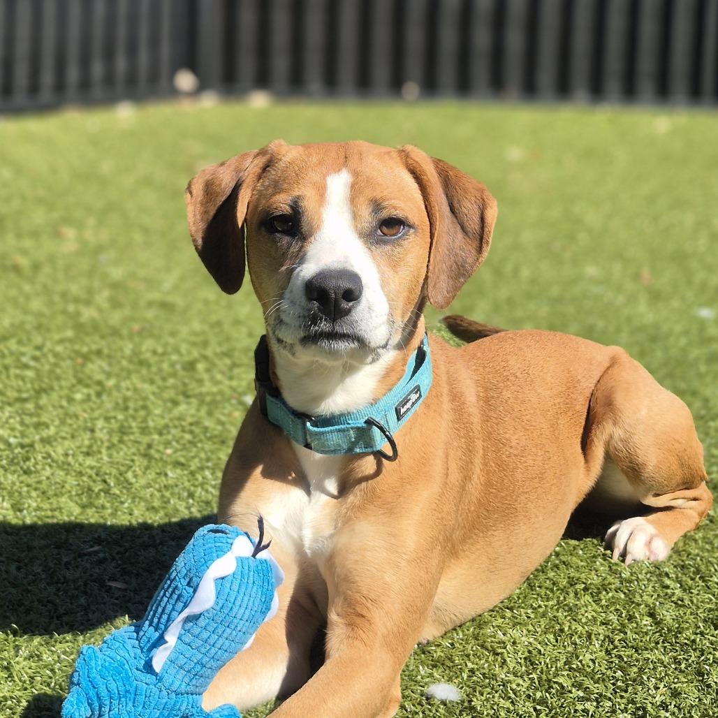 Enlarge Honeycrisp, a Adoptable Hound in Charlottesville, VA image 3/6