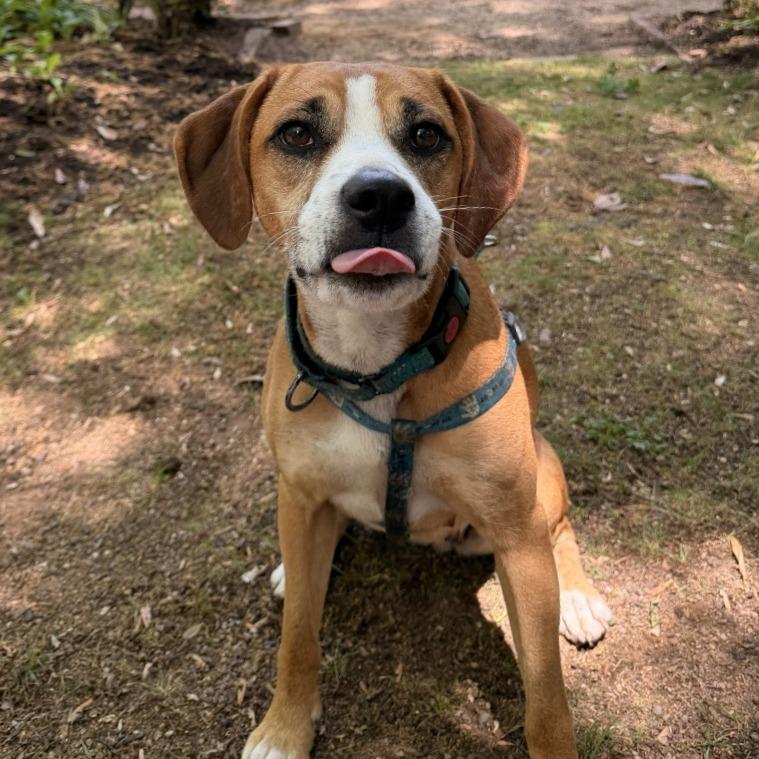 Enlarge Honeycrisp, a Adoptable Hound in Charlottesville, VA image 4/6