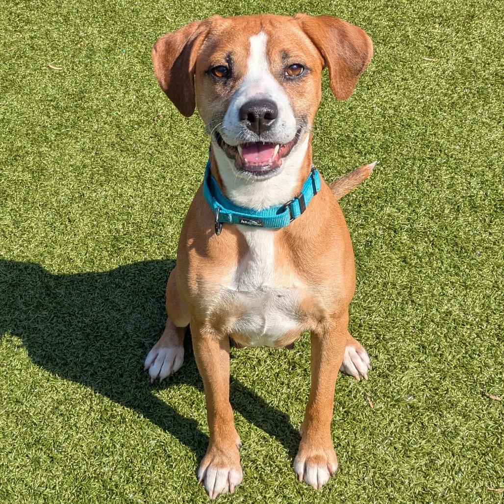 Enlarge Honeycrisp, a Adoptable Hound in Charlottesville, VA image 5/6