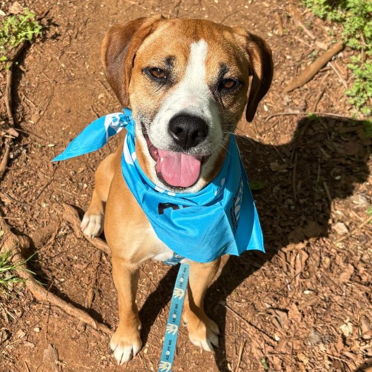 Enlarge Honeycrisp, a Adoptable Hound in Charlottesville, VA image 6/6