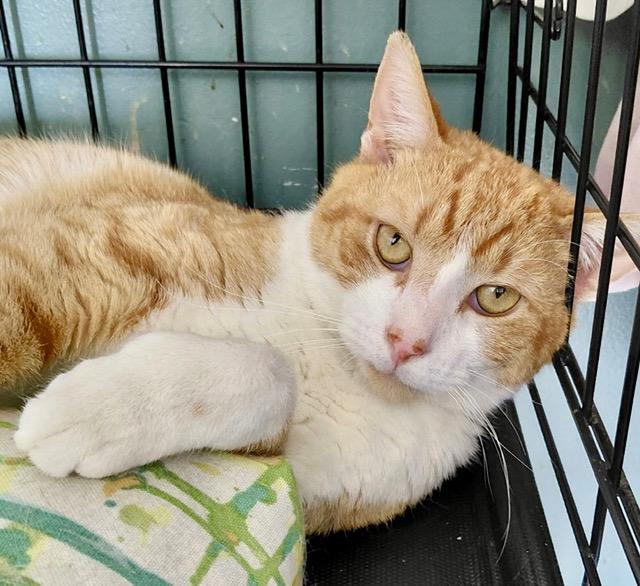 Bentley, adopted, Adult Male Domestic Short Hair.