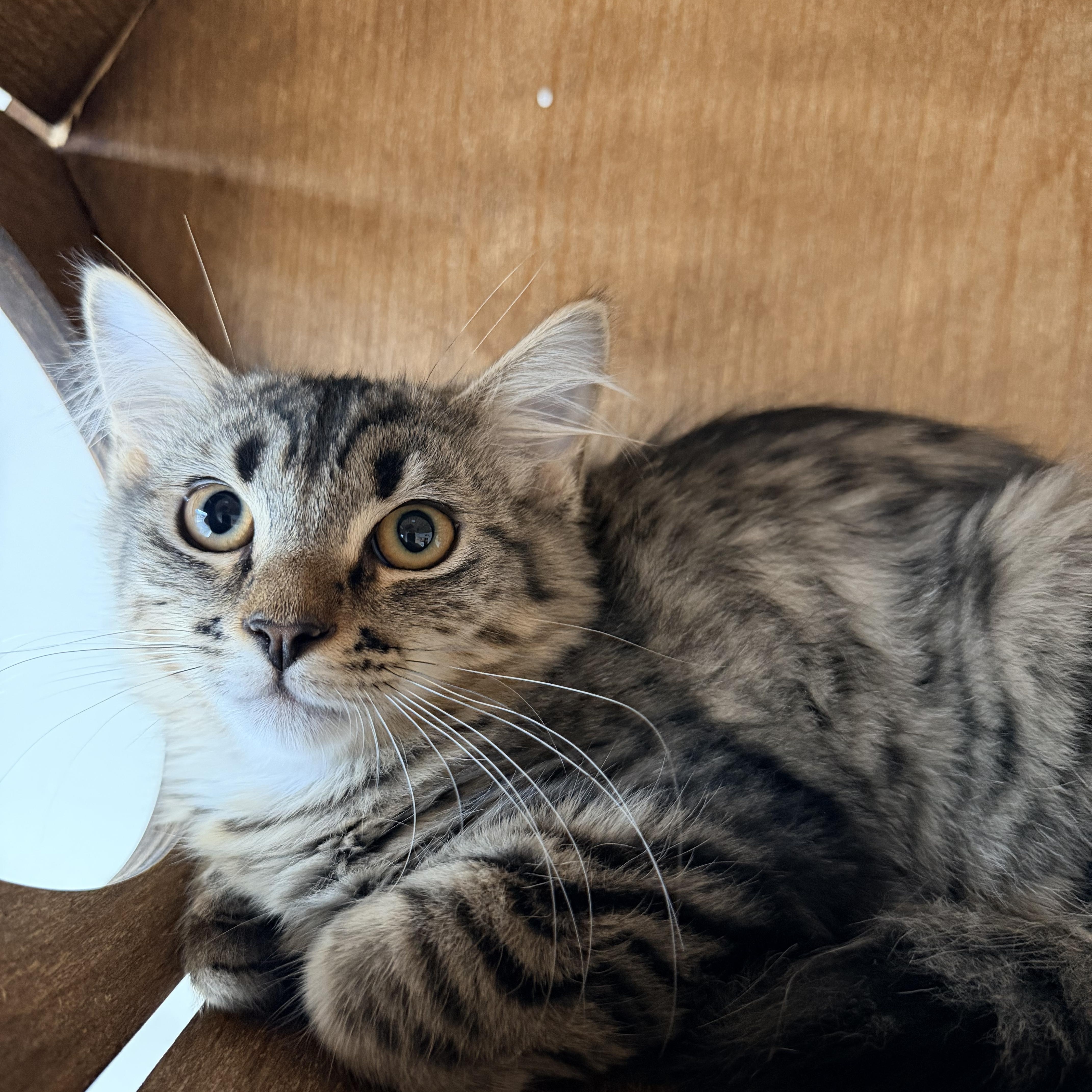 Enlarge Corn Dog, an adopted Domestic Long Hair in Bellmawr, NJ image 1/1