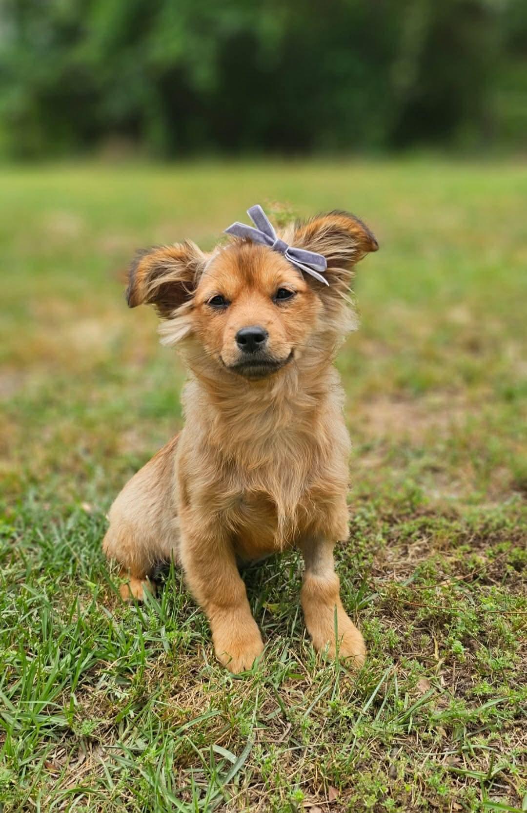 Enlarge Piper , an adopted Mixed Breed in Argyle, NY image 1/1
