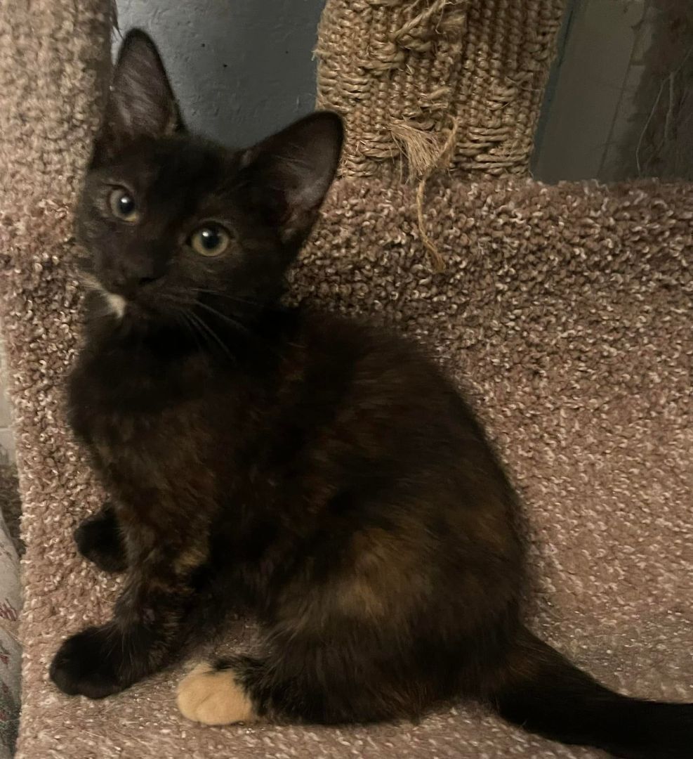 Killian, a Adoptable Tortoiseshell in Lauderhill, FL image 1/10