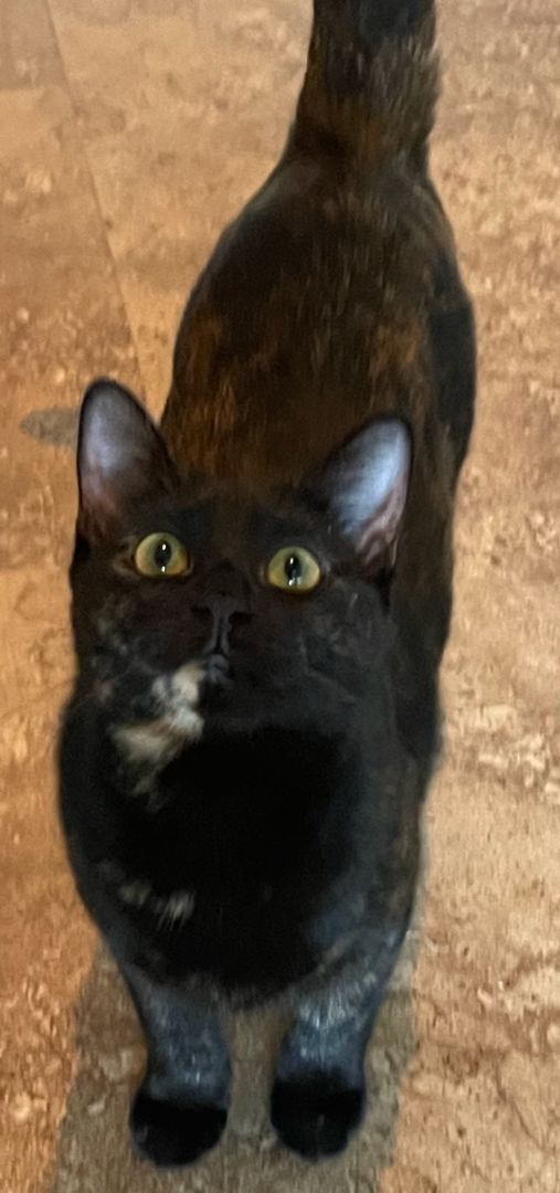 Killian, a Adoptable Tortoiseshell in Lauderhill, FL image 2/10