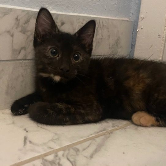 Killian, a Adoptable Tortoiseshell in Lauderhill, FL image 3/10