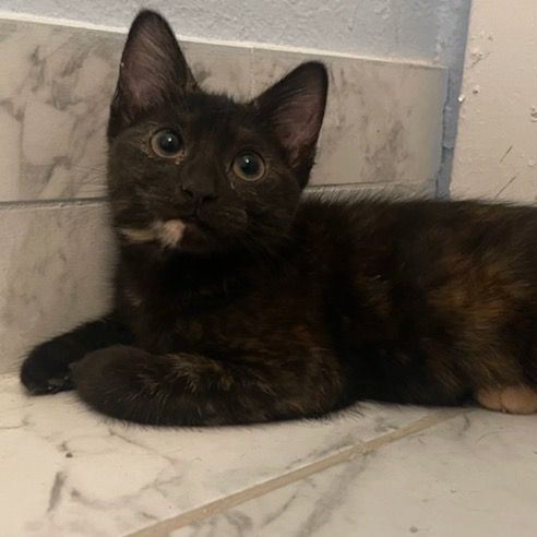 Killian, a Adoptable Tortoiseshell in Lauderhill, FL image 4/10