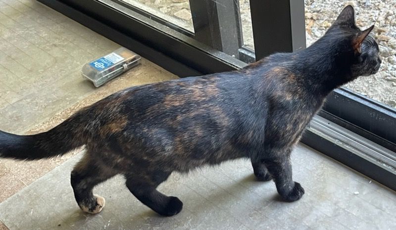 Killian, a Adoptable Tortoiseshell in Lauderhill, FL image 5/10