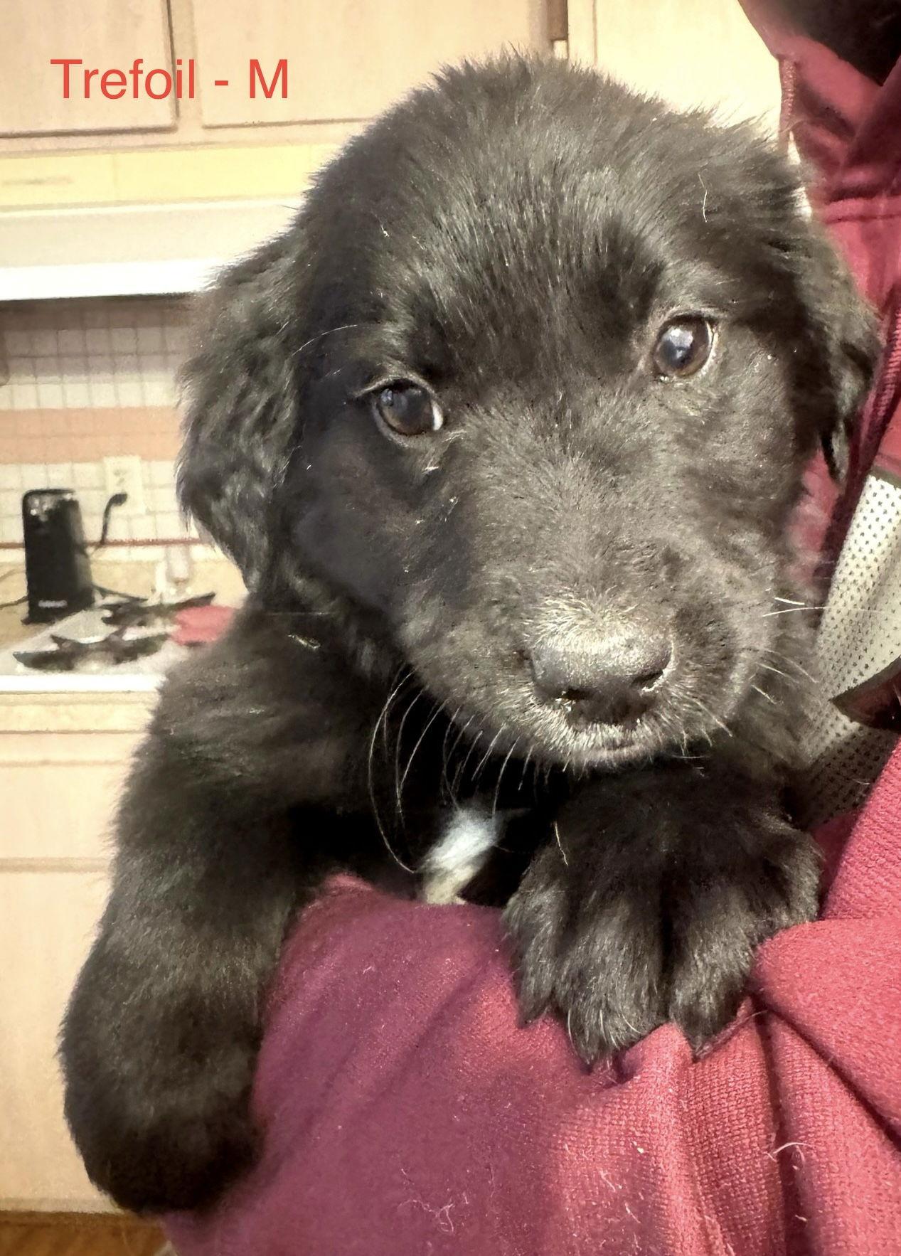 Trefoil, Adoptable, Puppy Male Border Collie & Labrador Retriever.