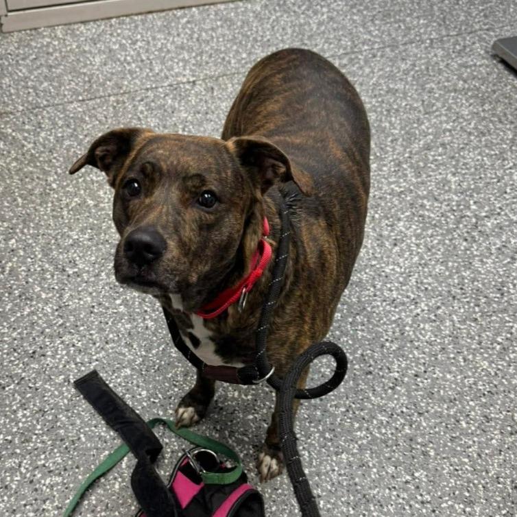 Charlotte, a Adoptable mixed breed in Parkersburg, WV image 1/2