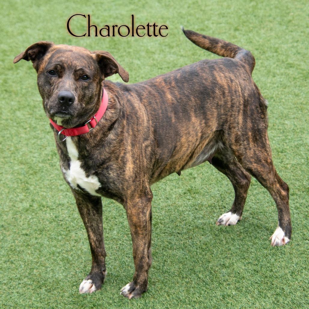 Charlotte, a Adoptable mixed breed in Parkersburg, WV image 2/2