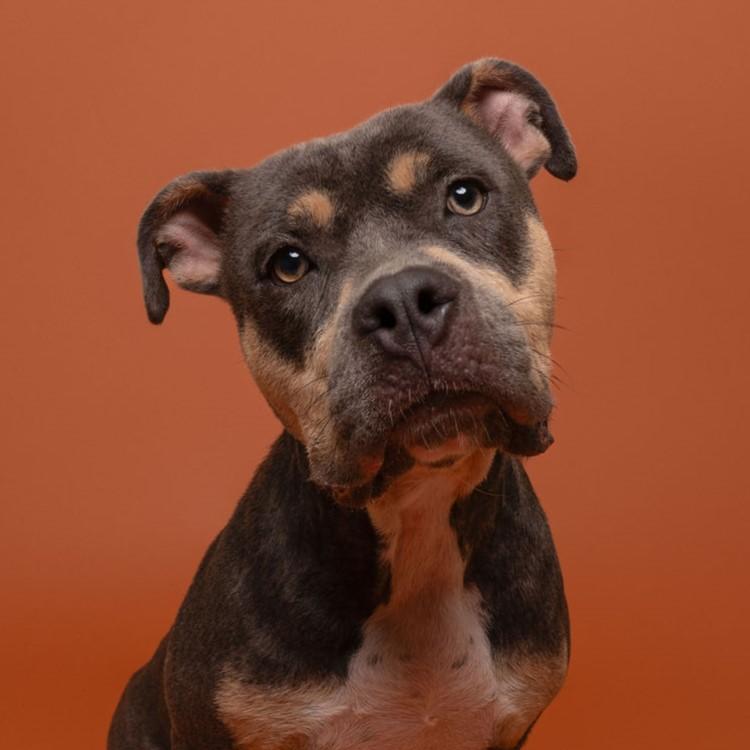 Lucy, Adoptable, Adult Female Pit Bull Terrier.