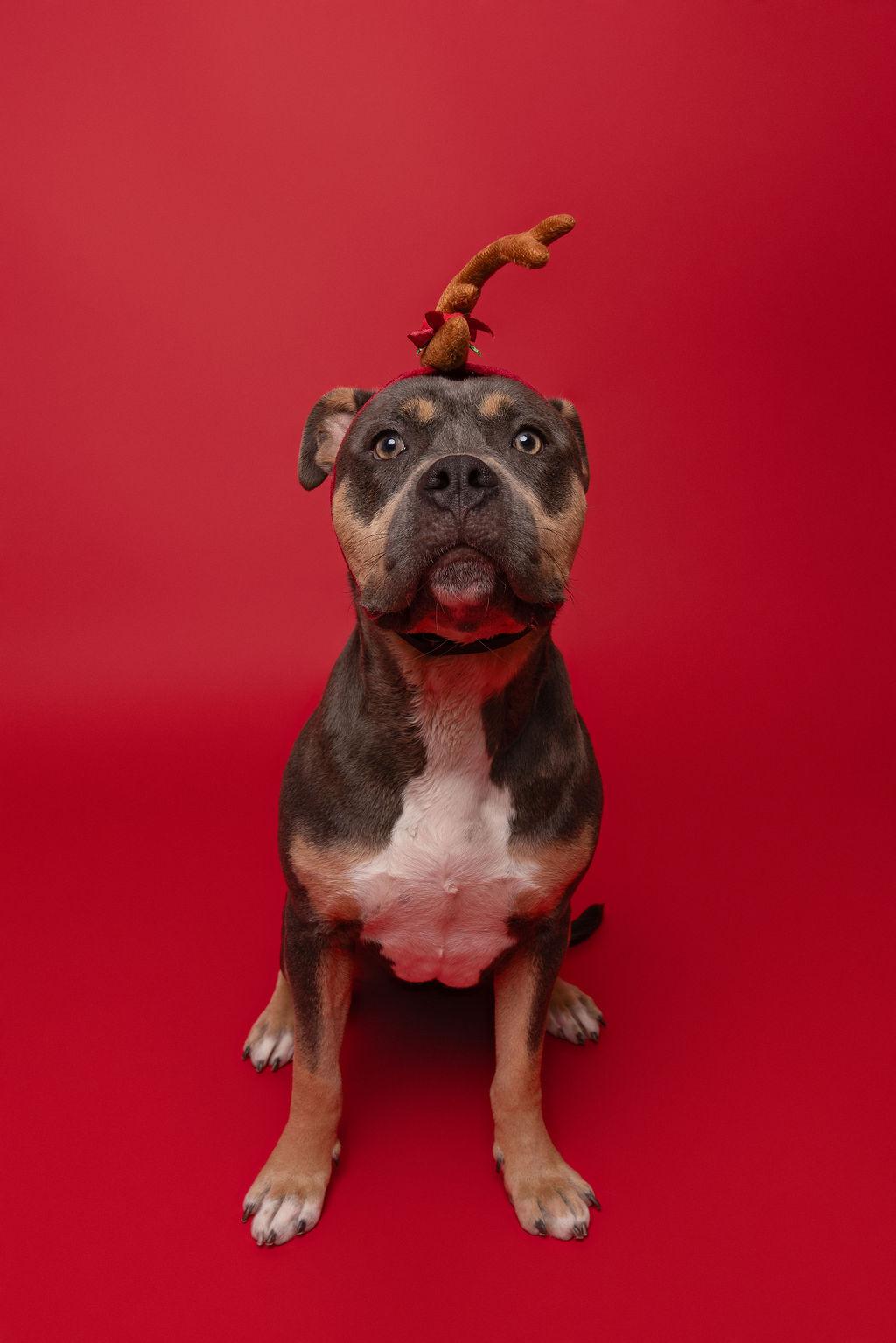 Enlarge Lucy, a Adoptable Pit Bull Terrier in Winnabow, NC image 3/6