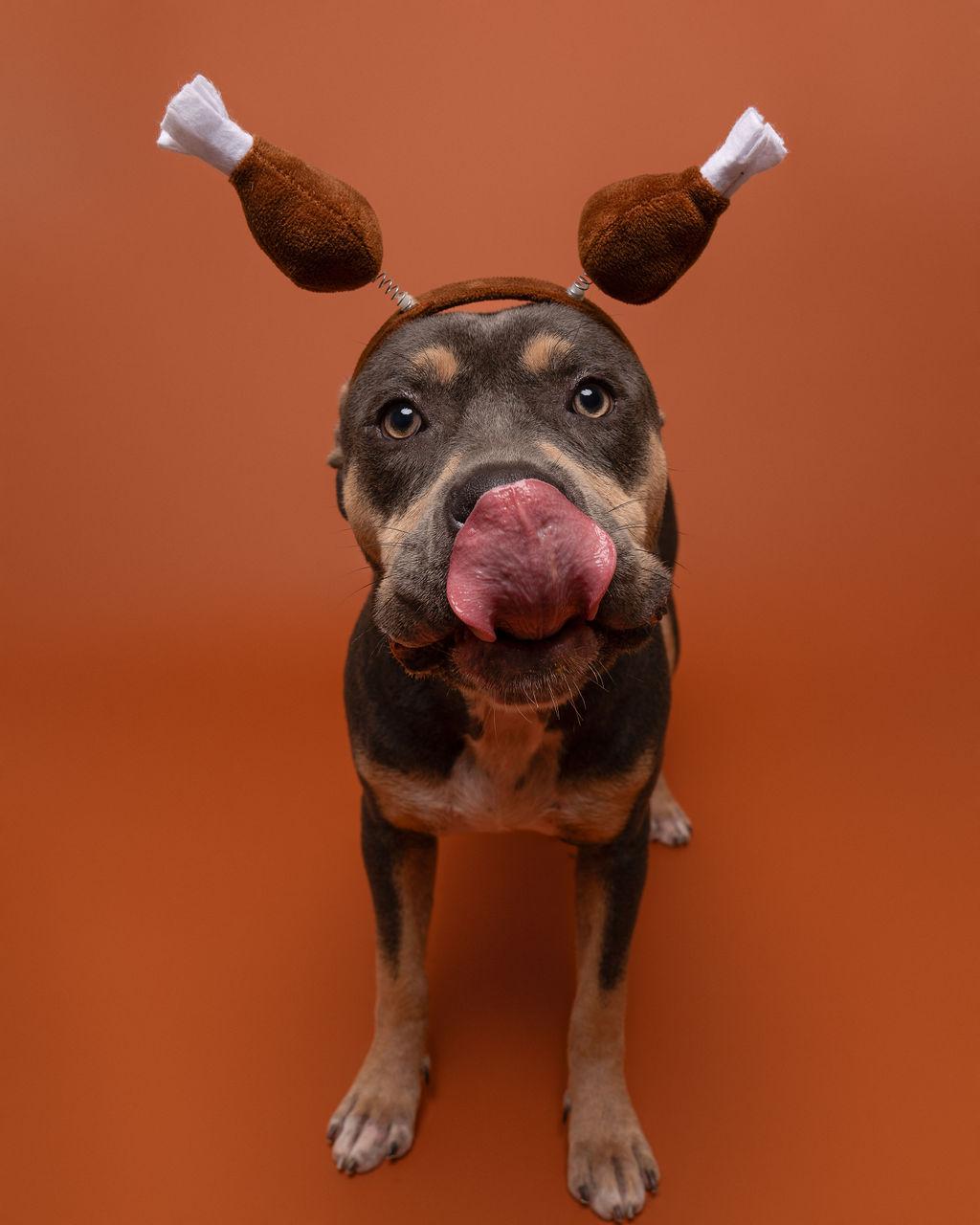 Enlarge Lucy, a Adoptable Pit Bull Terrier in Winnabow, NC image 4/6