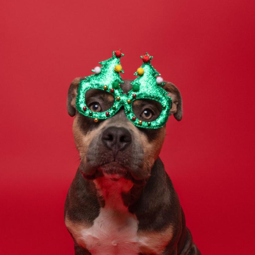 Enlarge Lucy, a Adoptable Pit Bull Terrier in Winnabow, NC image 5/6