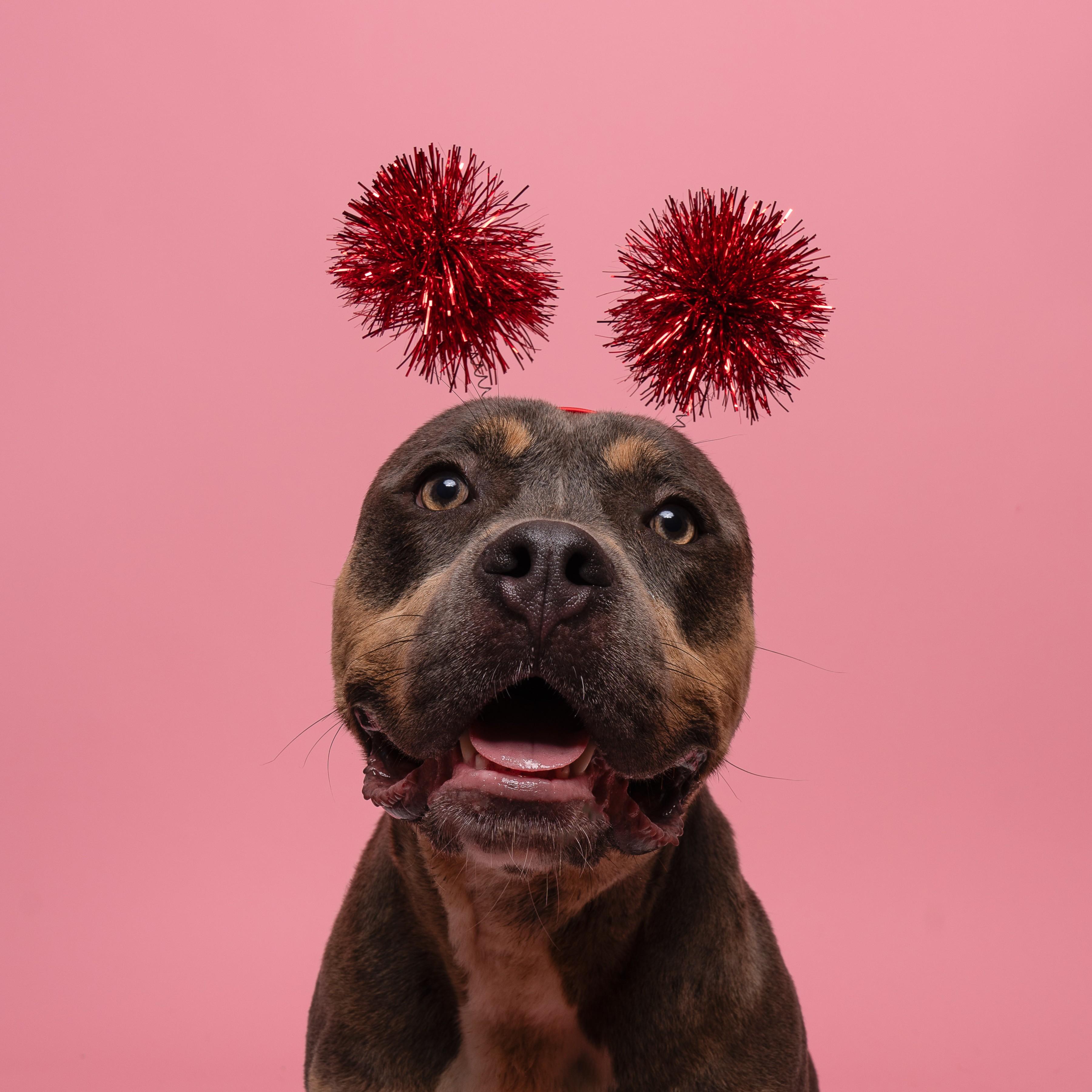 Enlarge Lucy, a Adoptable Pit Bull Terrier in Winnabow, NC image 6/6