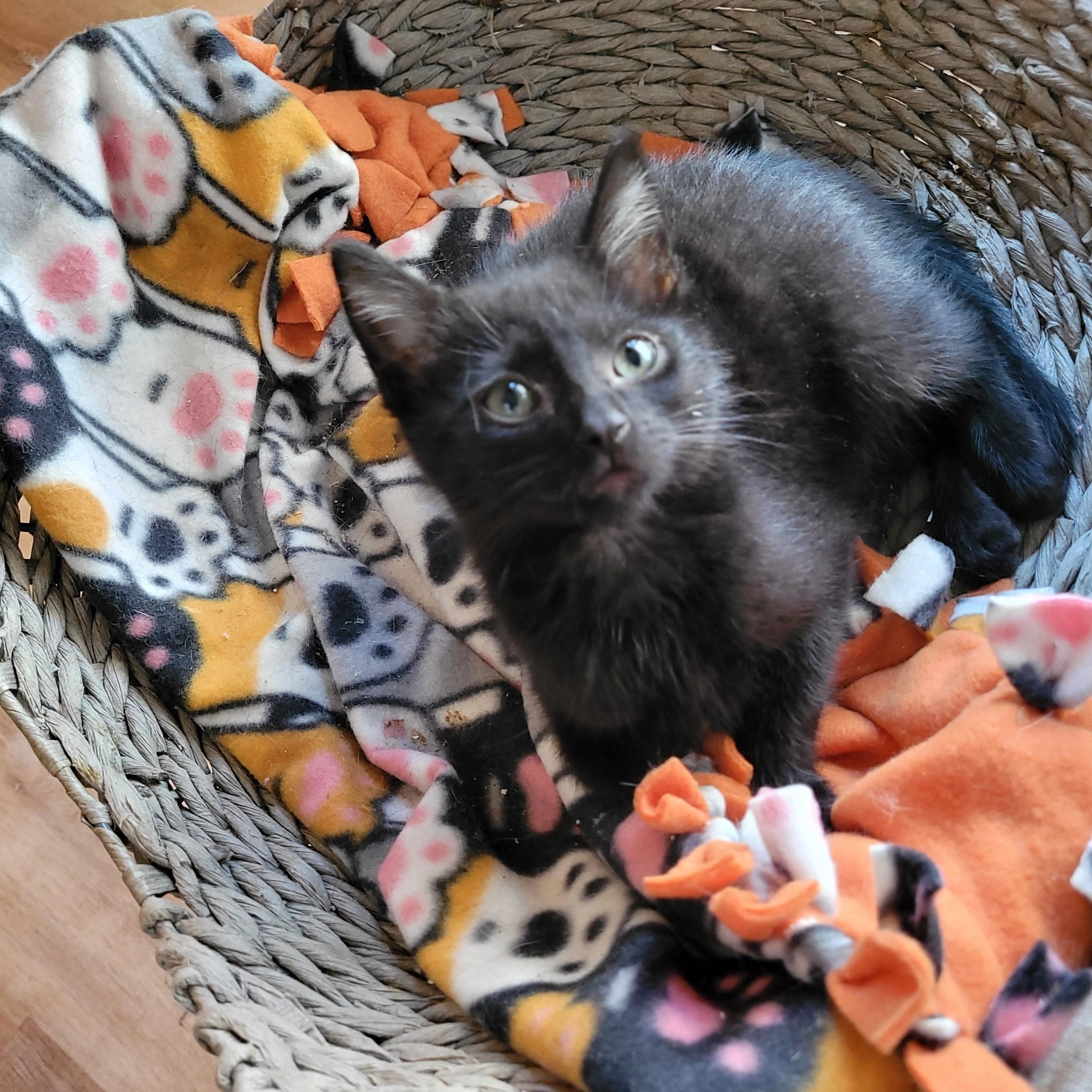Topanga & Clarissa, Adoptable, Young Female Domestic Short Hair.