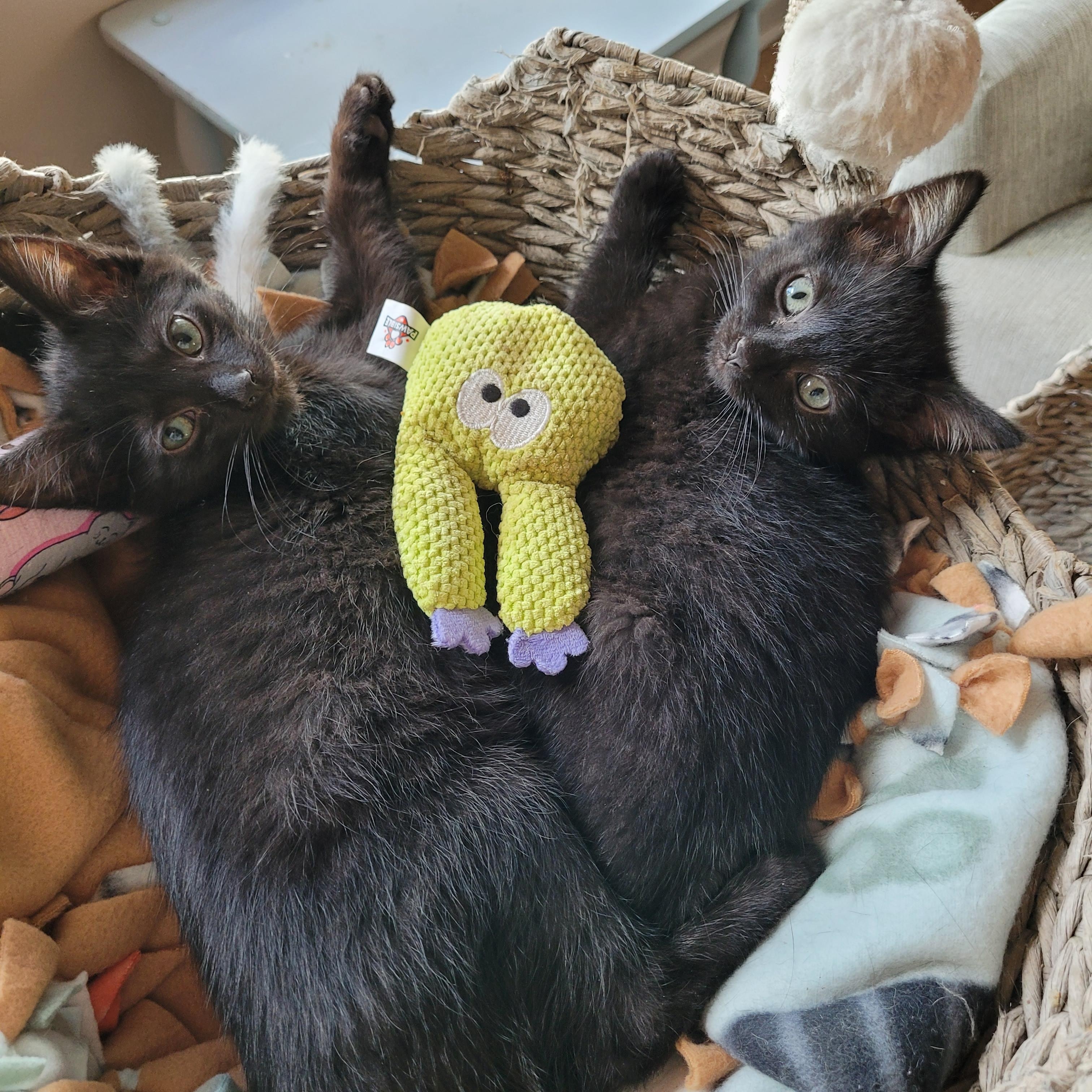 Enlarge Topanga & Clarissa, a Adoptable Domestic Short Hair in Whitestown, IN image 2/6