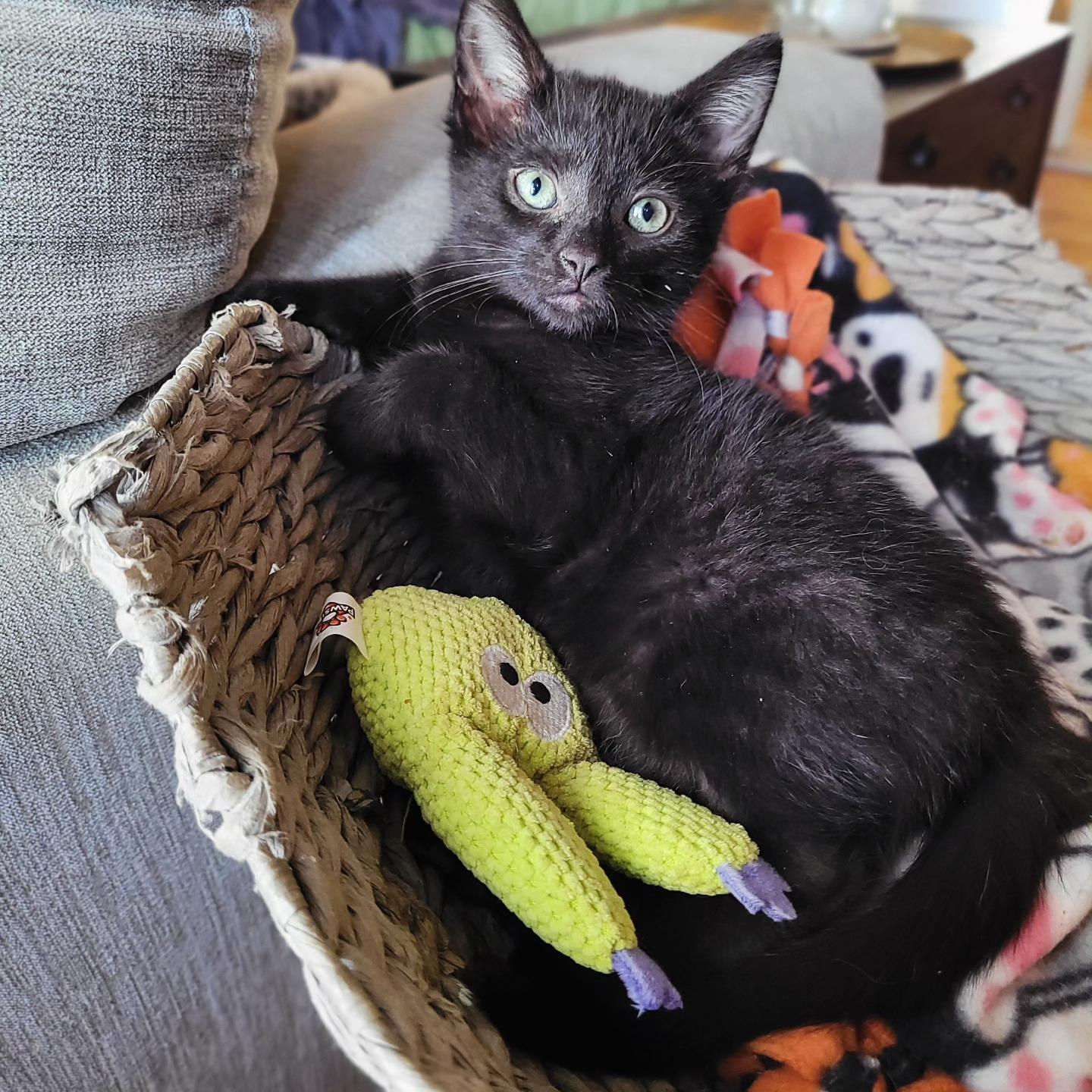 Enlarge Topanga & Clarissa, a Adoptable Domestic Short Hair in Whitestown, IN image 3/6