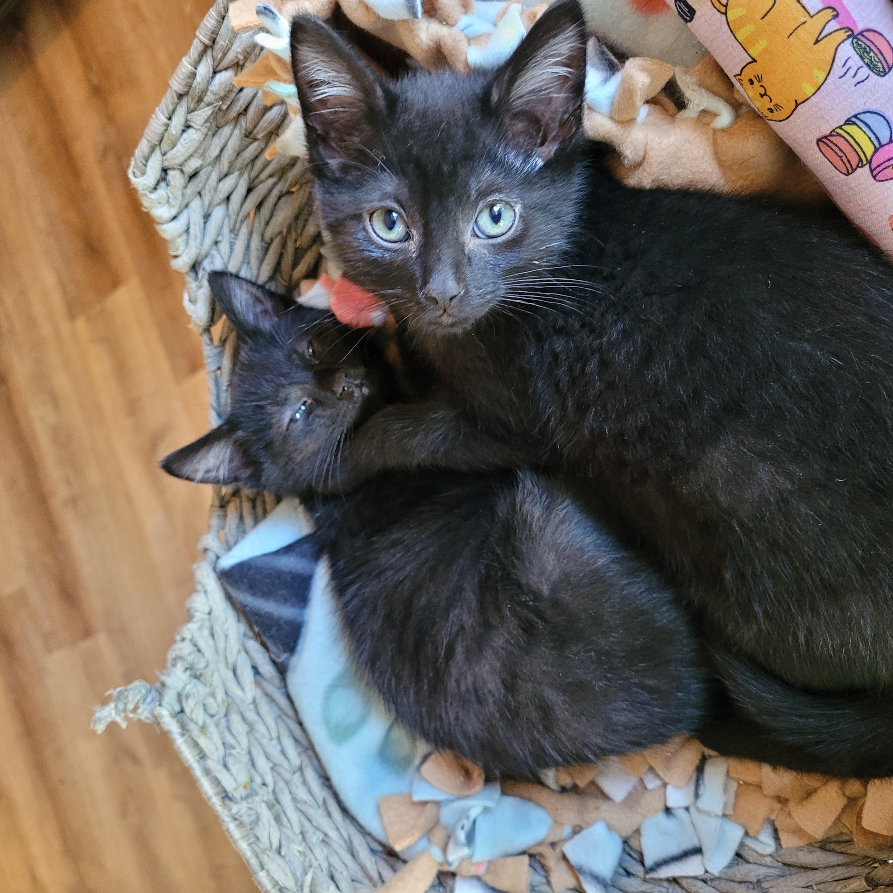 Enlarge Topanga & Clarissa, a Adoptable Domestic Short Hair in Whitestown, IN image 4/6