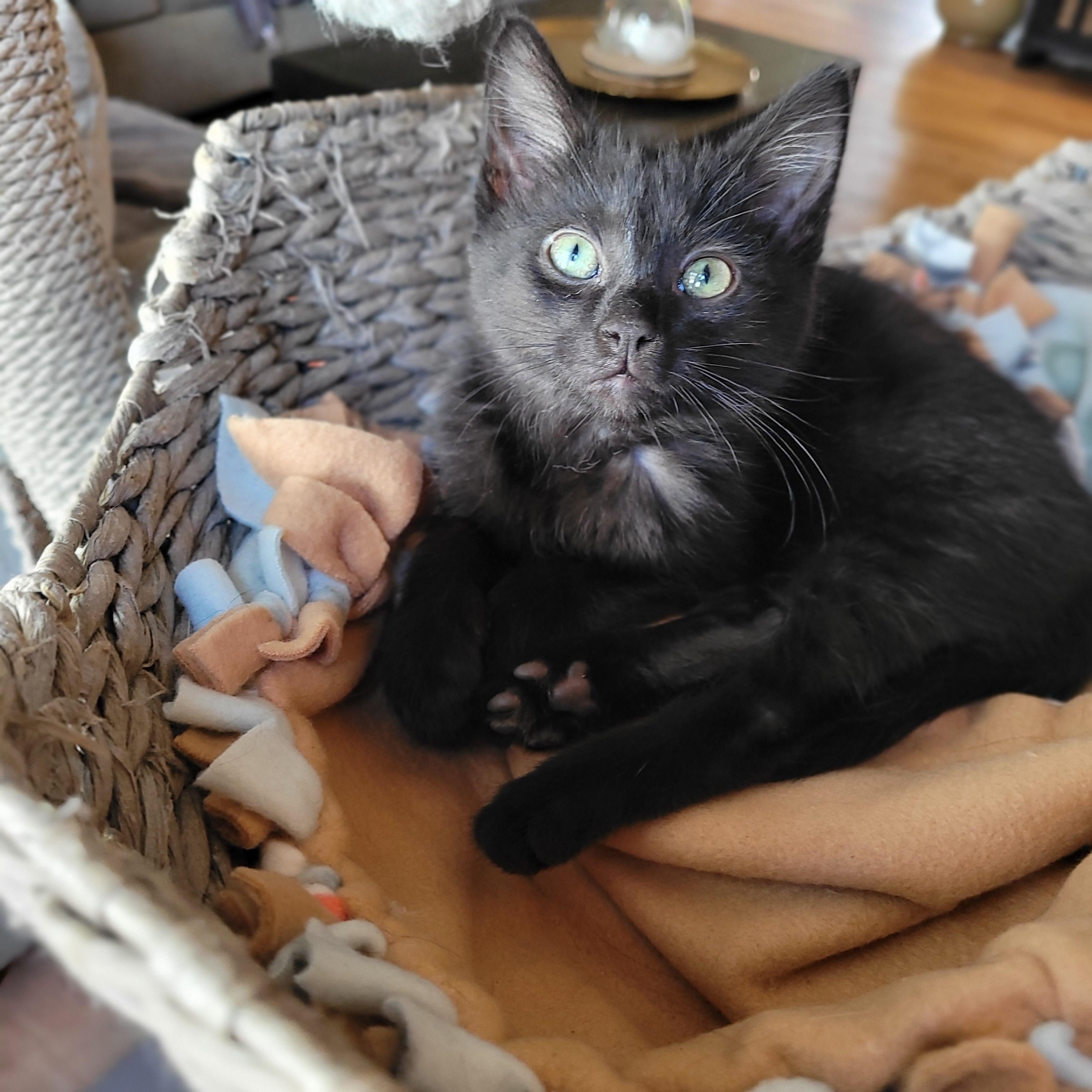 Topanga & Clarissa, Adoptable, Young Female Domestic Short Hair.