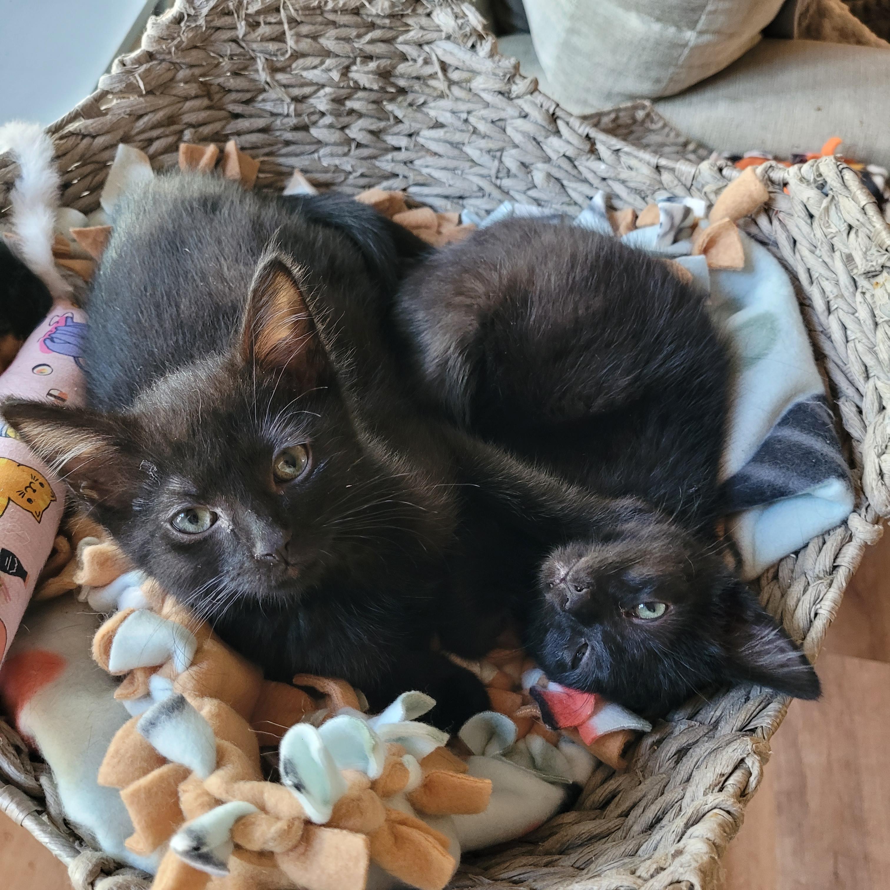 Enlarge Topanga & Clarissa, a Adoptable Domestic Short Hair in Whitestown, IN image 6/6