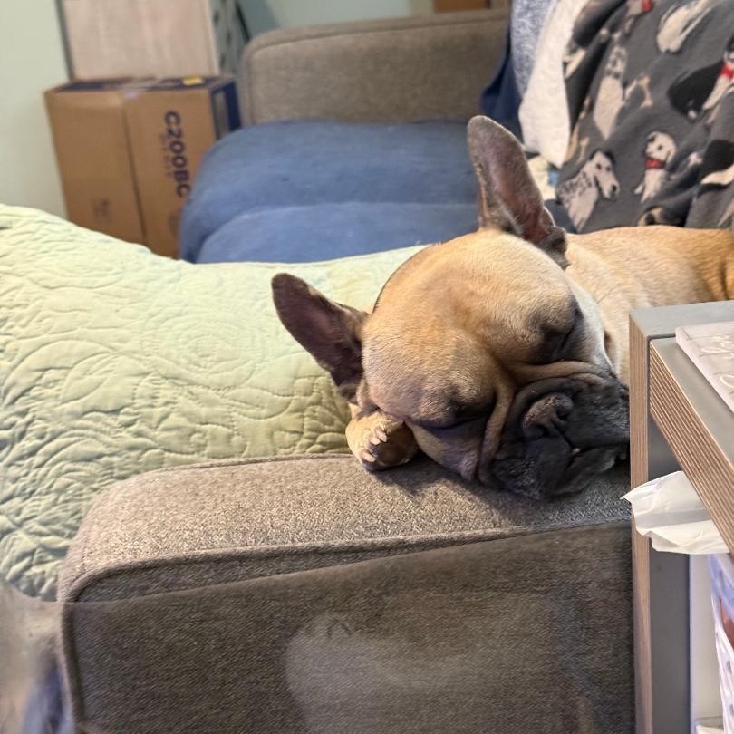 Enlarge Willow in MO, a ADOPTABLE French Bulldog in St Louis, MO image 4/5