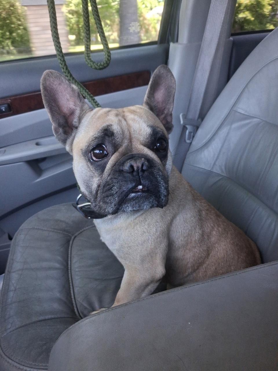 Willow in MO, ADOPTABLE, Young Female French Bulldog.
