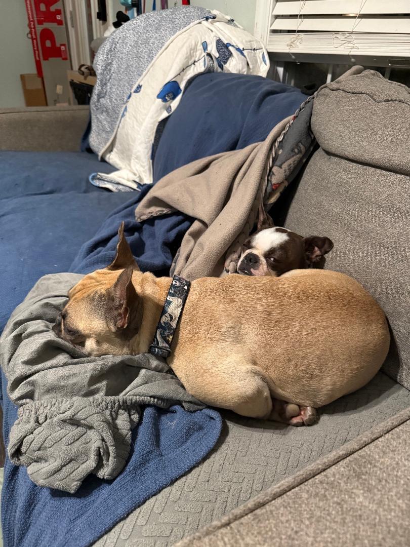 Enlarge Willow in MO, a ADOPTABLE French Bulldog in St Louis, MO image 5/5