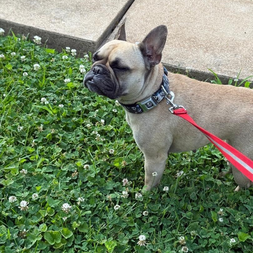 Enlarge Willow in MO, a ADOPTABLE French Bulldog in St Louis, MO image 2/5