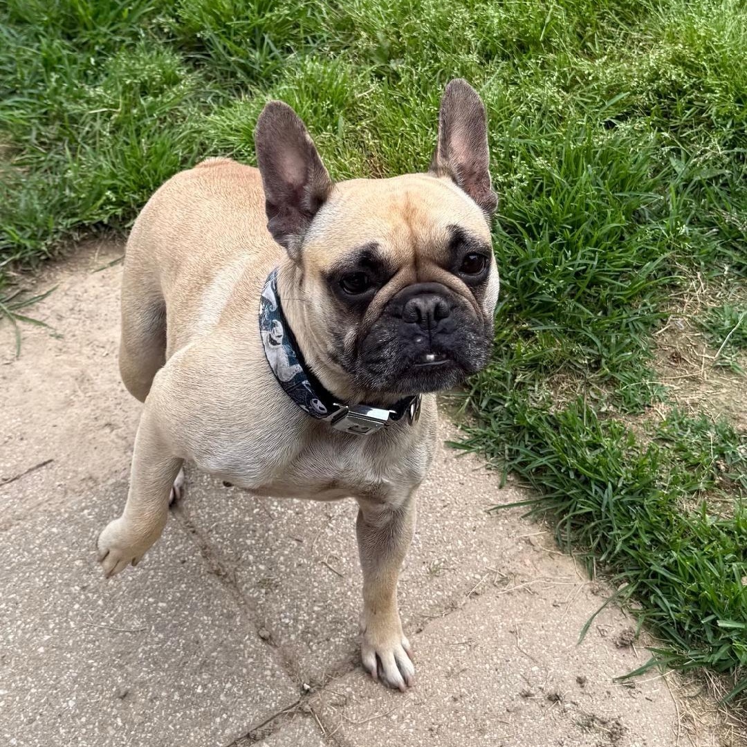 Enlarge Willow in MO, a ADOPTABLE French Bulldog in St Louis, MO image 3/5