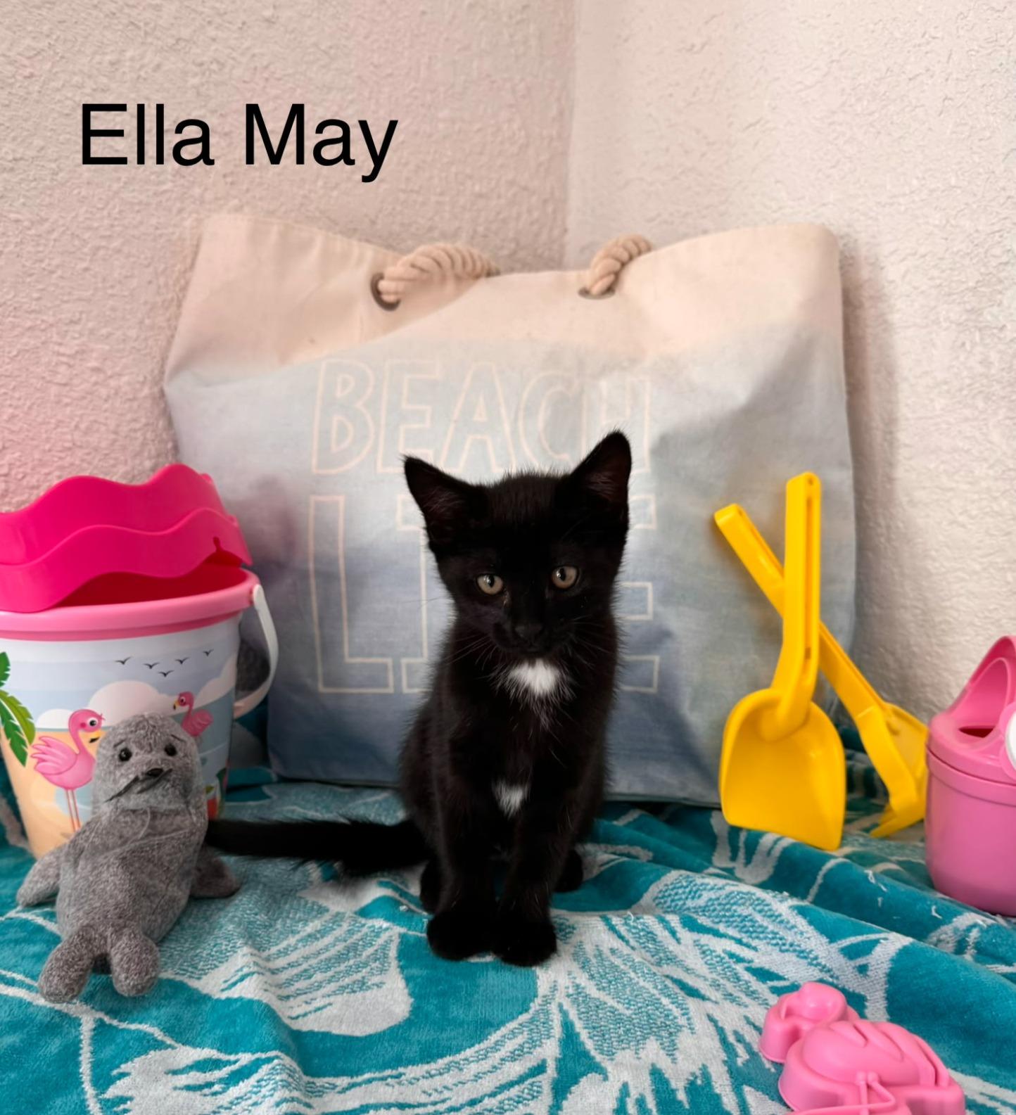 Ella May, Adoptable, Kitten Female Domestic Short Hair.
