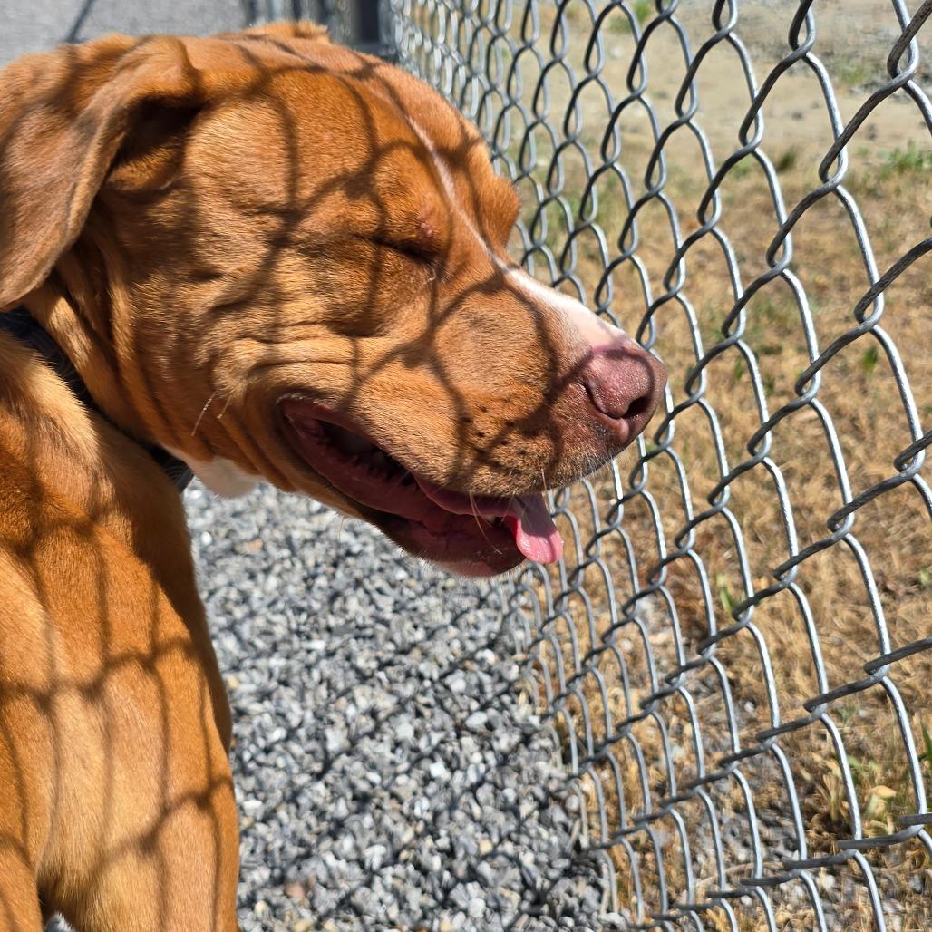 Roman, a Adoptable Mixed Breed in Walnut Cove, NC image 1/6