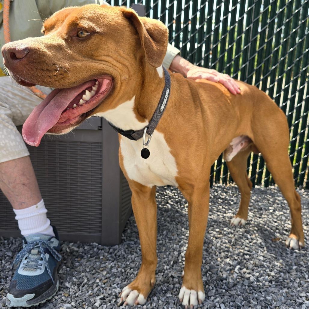Roman, a Adoptable Mixed Breed in Walnut Cove, NC image 2/6