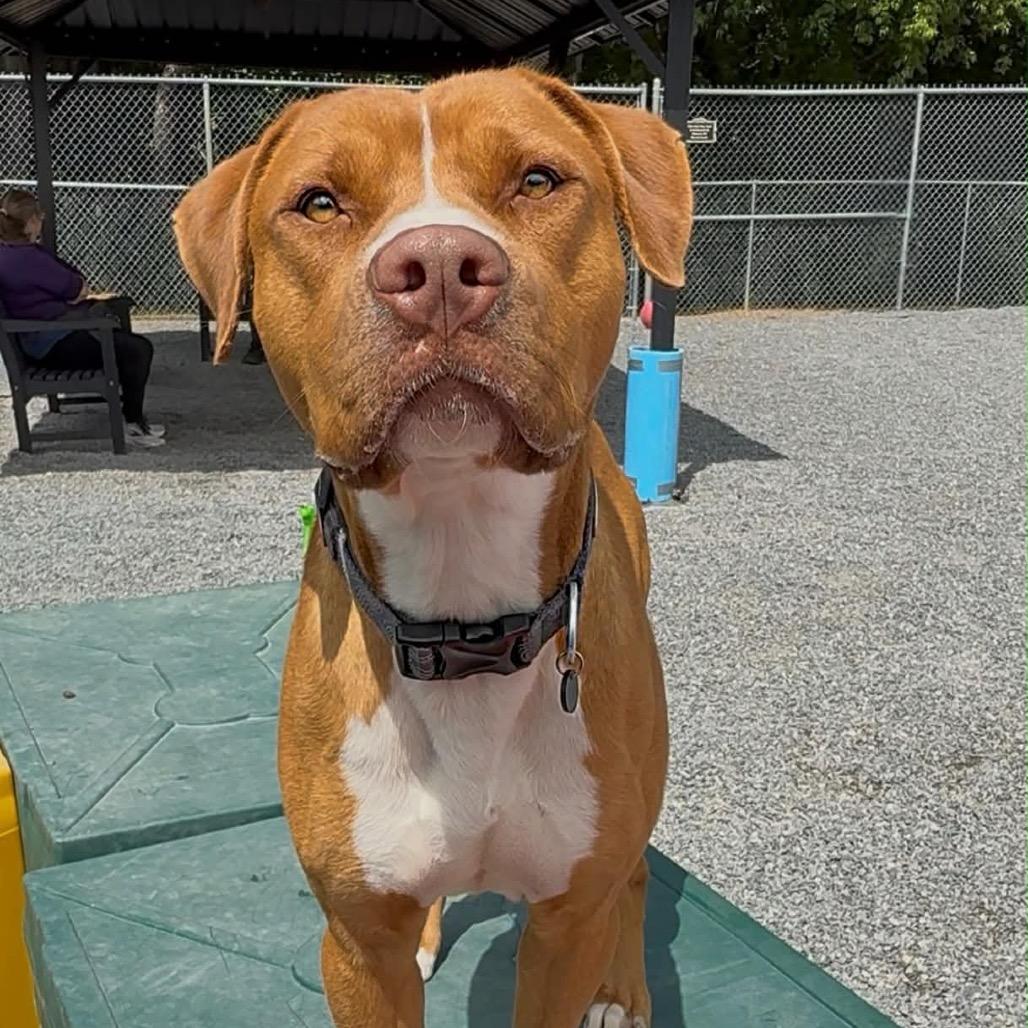 Roman, a Adoptable Mixed Breed in Walnut Cove, NC image 3/6
